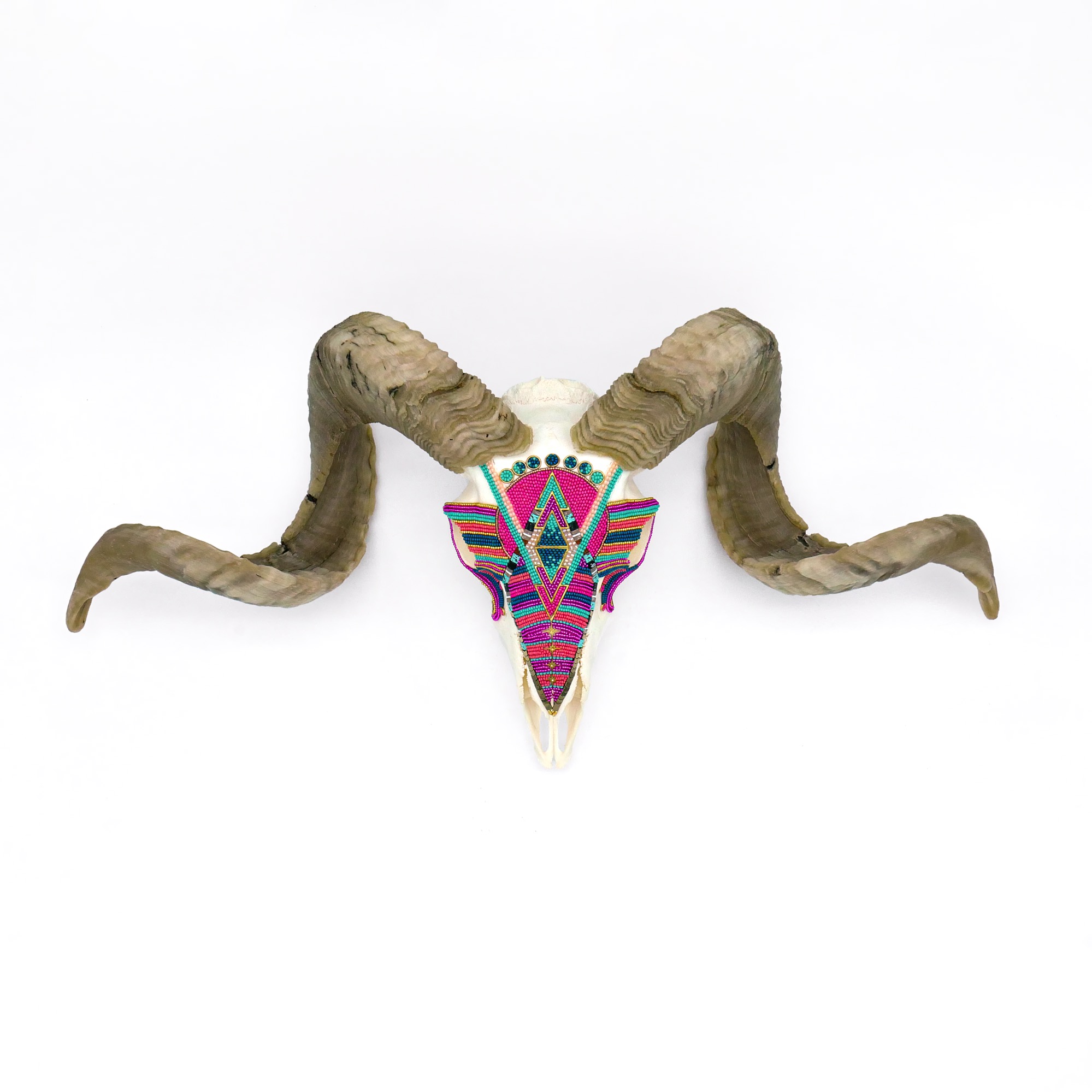 Bighorn Ram
